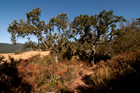 Valley Oaks (Quercus lobata) on Trail 10