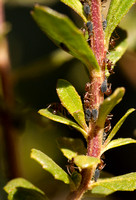 Invasive Argentine Ants (Linepithema humile)