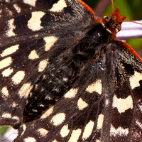 Closeup of Variable Checkerspot Butterfly (Euphydryas chalcedona)