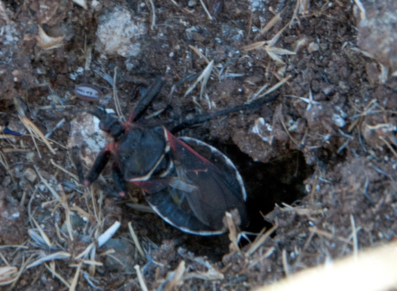 Assassin Bug backs into Messor Ant nest