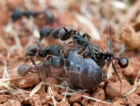 Rare View of Underside of Messor Ant