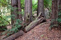 Coast Redwoods (Sequoia sempervirens)