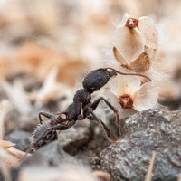 Harvester Ant (Messor andrei) with Blossom