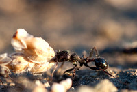 Harvester Ant (Messor andrei) at Jasper Ridge