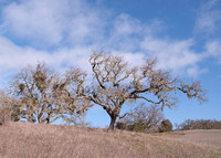 Valley Oak (Quercus lobata) with Lace Lichen (Ramalina menziesii) and Mistletoe