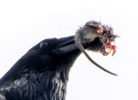 Crow with Quarry up Close
