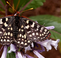 5/18/2011 Butterfly on Yerba Santa