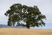 Portrait of the Lonely Oak