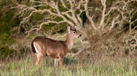 Blacktailed Deer and Oak