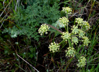 Wooly-fruited Lomatium (Lomatium dasycarpum ssp. dasycarpum)