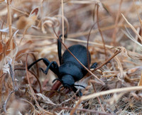 California Broad-necked Darkling Beetle (Coelocnemis californica -- or californicus)