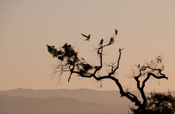 Kite Lands at Dawn