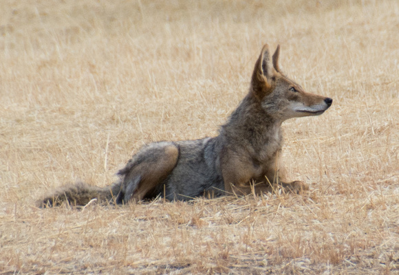 Alert Coyote