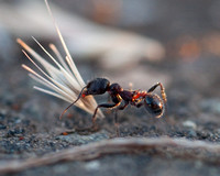 6/25/2010 Harvester Ants in Serpentine Grasslands