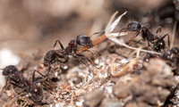Harvester Ants (Messor andrei) with Seed