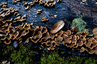 Fungi, Leaf, Lichen