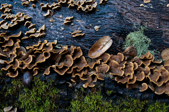 Fungi, Leaf, Lichen