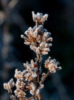 Frost on Grass (Detail)