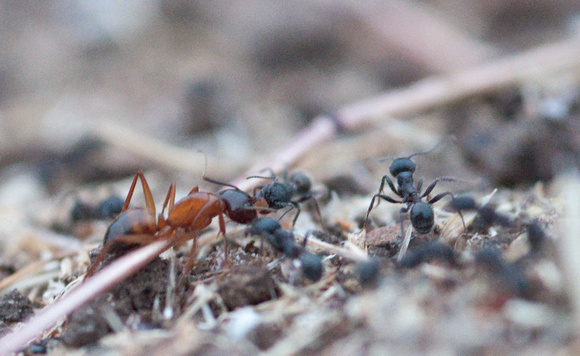 Camponotus visits Messors