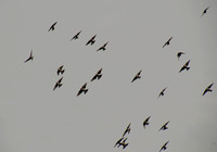 Flock of Sparrows