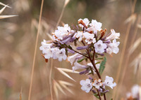Flowers of Yerba Santa (Eriodicdtyon californicum)