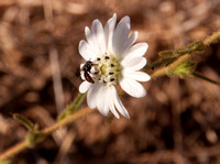 Beefly on Hayfield Tarweed (Hemizonia congesta ssp. luzulifolia)