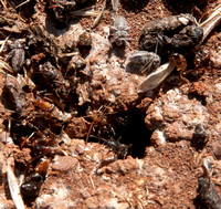 8/18/2011 Ants near Escobar Gate