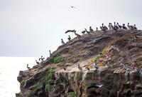Pelicans at Ocean's Edge