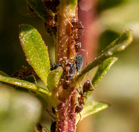 Massed Argentine Ants (Linepithema humile) Farming aphids on new Leaves of a Coyote Brush (Baccharis pilularis) near the Leslie Shao-ming Sun Field Station, Jasper Ridge Biological Preserve.