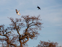 American Crow attacks White-tailed Kite