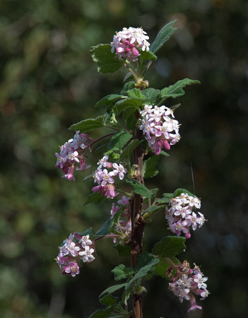California Currant (Ribes malvaceum) in Bloom