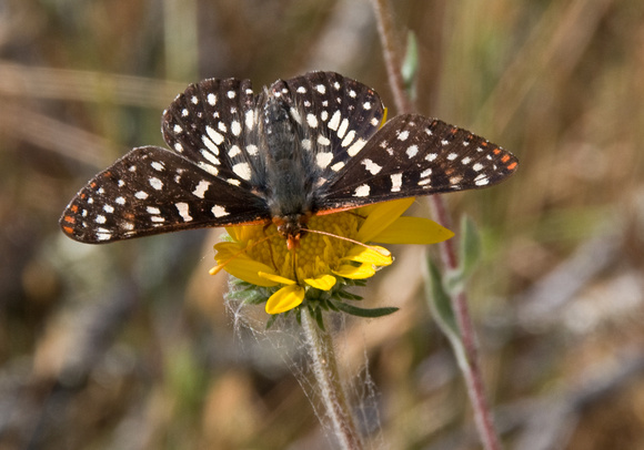 Chalcedona Checkerspot Butterfly