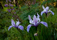 4/30/2011 Ants & Insects, Iris & Lupine