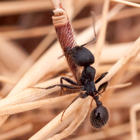 Harvester Ant (Messor andrei) with Twisted Seed