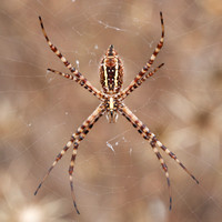 Banded Garden Spider (Argiope trifasciata) (?)