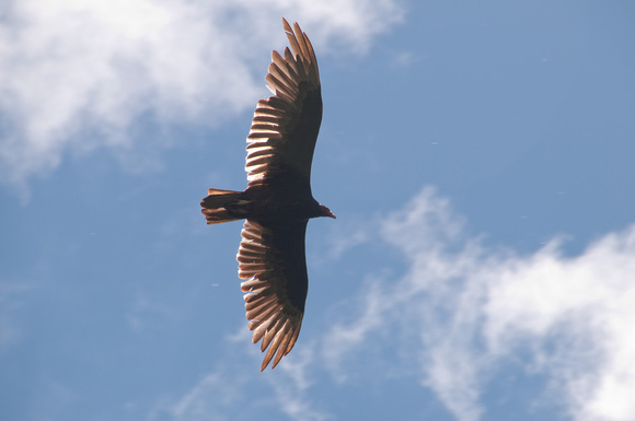 Turkey Vulture (Cathartes aura) in Flight