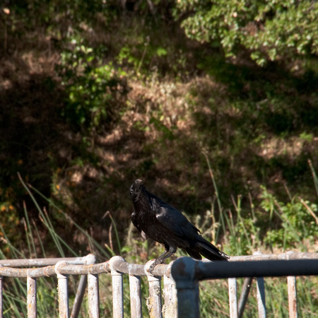 Display Sequence by American Crow (1)