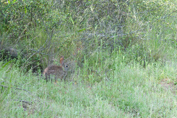 Bunny with Camouflage