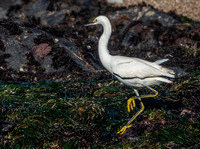 Snowy Egret Finds a New Place to Hunt