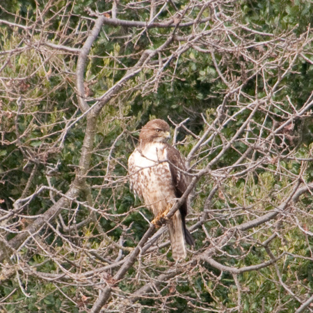 Coopers Hawk (Accipiter cooperi) (??) at Portola Valley Ranch