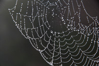 Spiderweb with Dew
