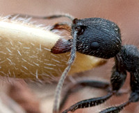 Head of Harvester Ant (Messor andrei) Carrying Seed