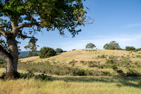 Hilltop Oak from Valley Oak with Mistletoe