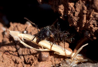 Worker Ant removes Husk from Nest