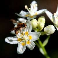 Honeybee on Flower of Fremont's Star Lily (Zigadenus fremontii)