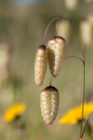 Three Seeds of Rattlesnake Grass (Briza maxima)