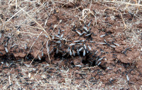 Swarming Harvest Ants (Messor andrei)