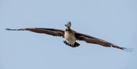 Brown Pelican (Pelecanus occidentalis) Approaches