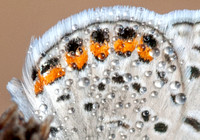Dewdrops on Butterfly Wing