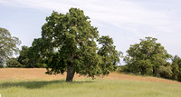Lonely Valley Oak (Quercus lobata)
